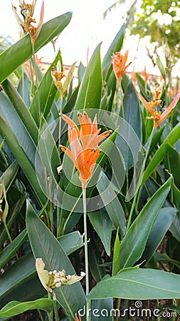 Heliconia plants and flowers, Singapore Stock Photo